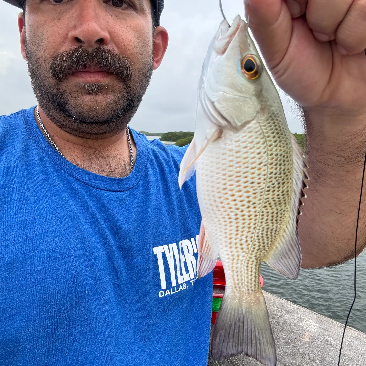 The most recent Mangrove snapper catches on Fishbrain