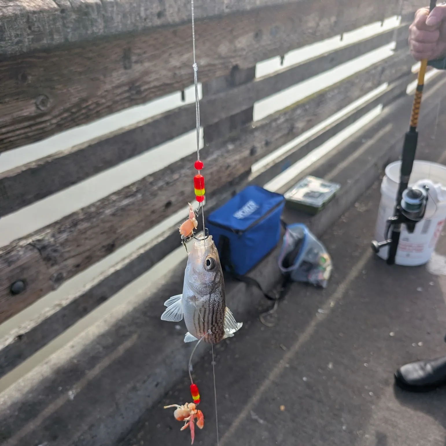 The most recent Striped bass catches on Fishbrain