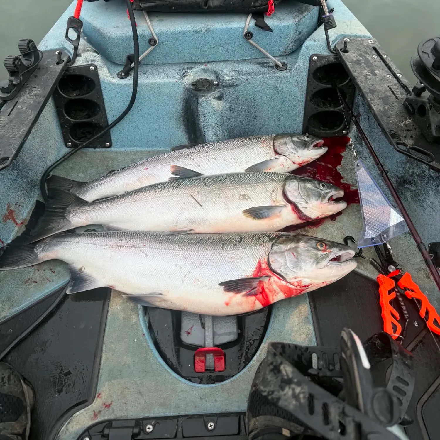Coho salmon caught on Fishbrain