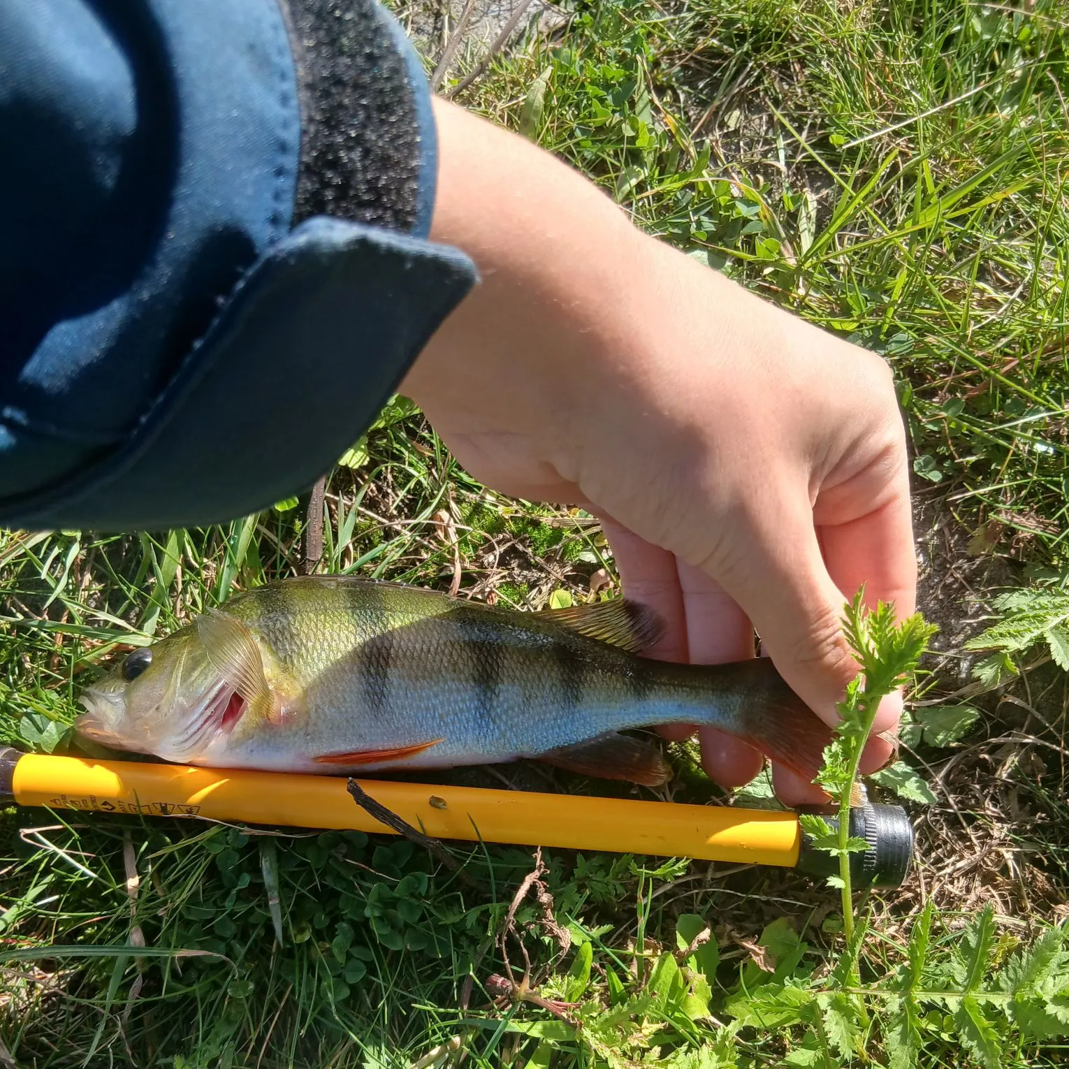 European perch caught on Fishbrain