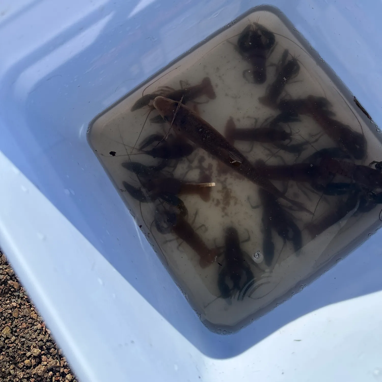 Virile crayfish caught on Fishbrain