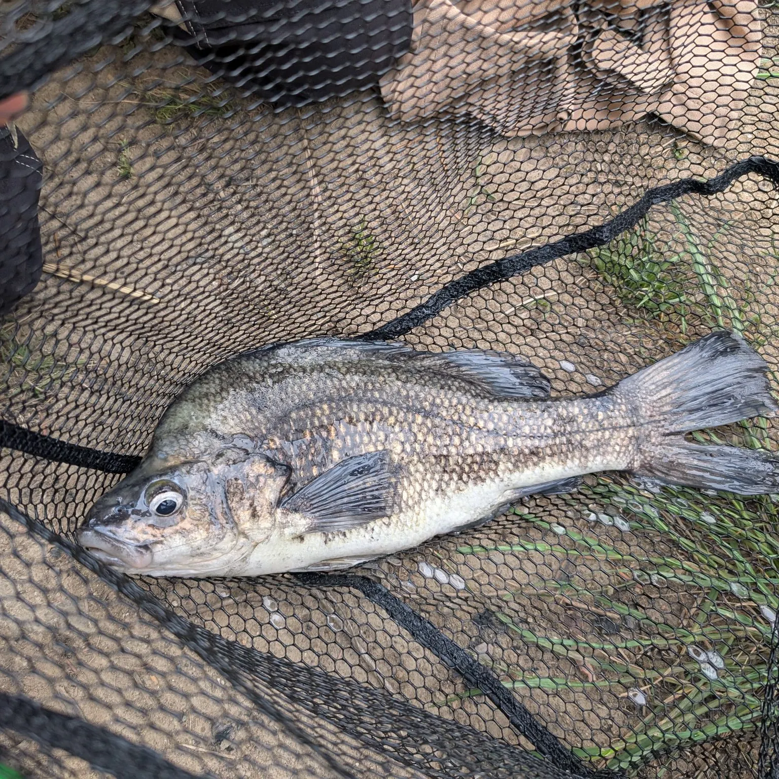 The most recent Macquarie perch catches on Fishbrain
