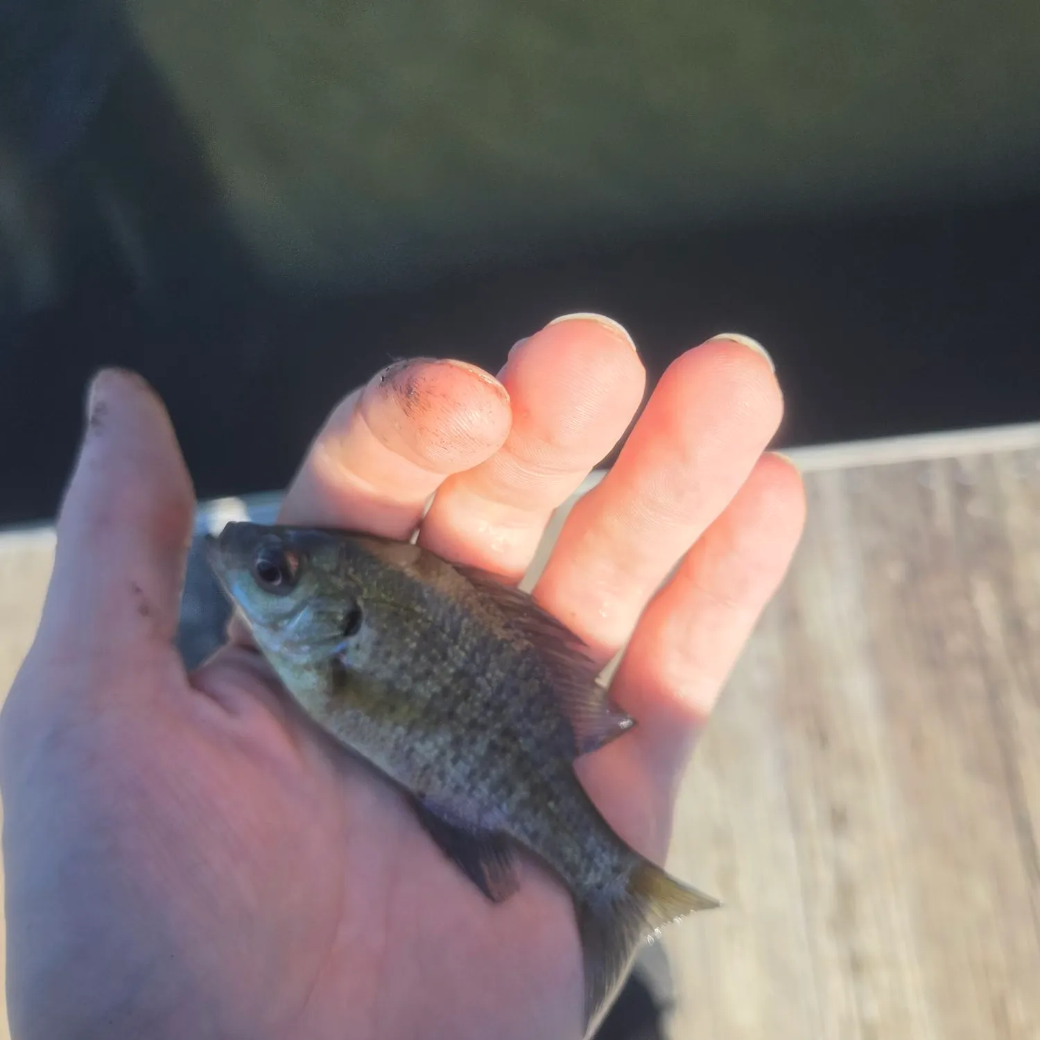 Bluegill caught on Fishbrain