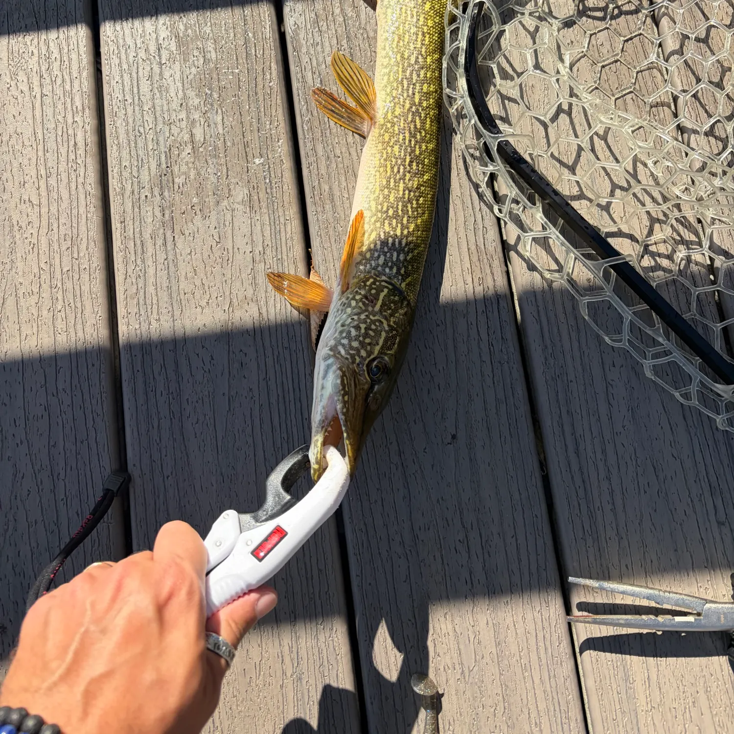 Northern pike caught on Fishbrain