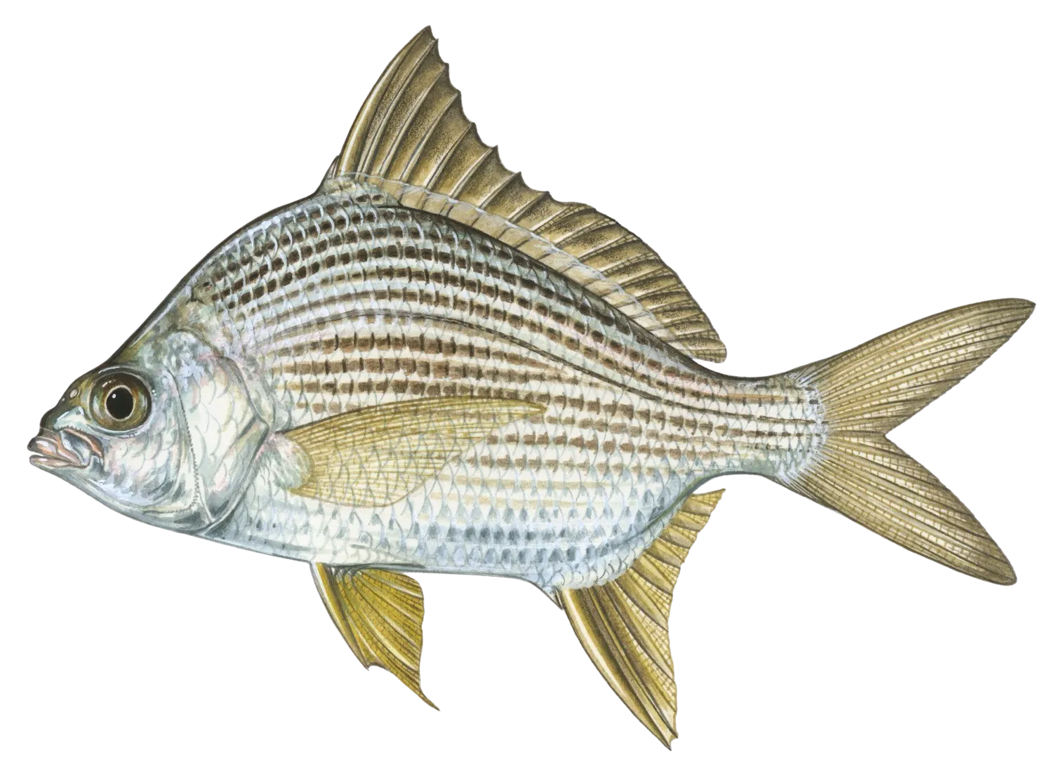 Striped mojarra