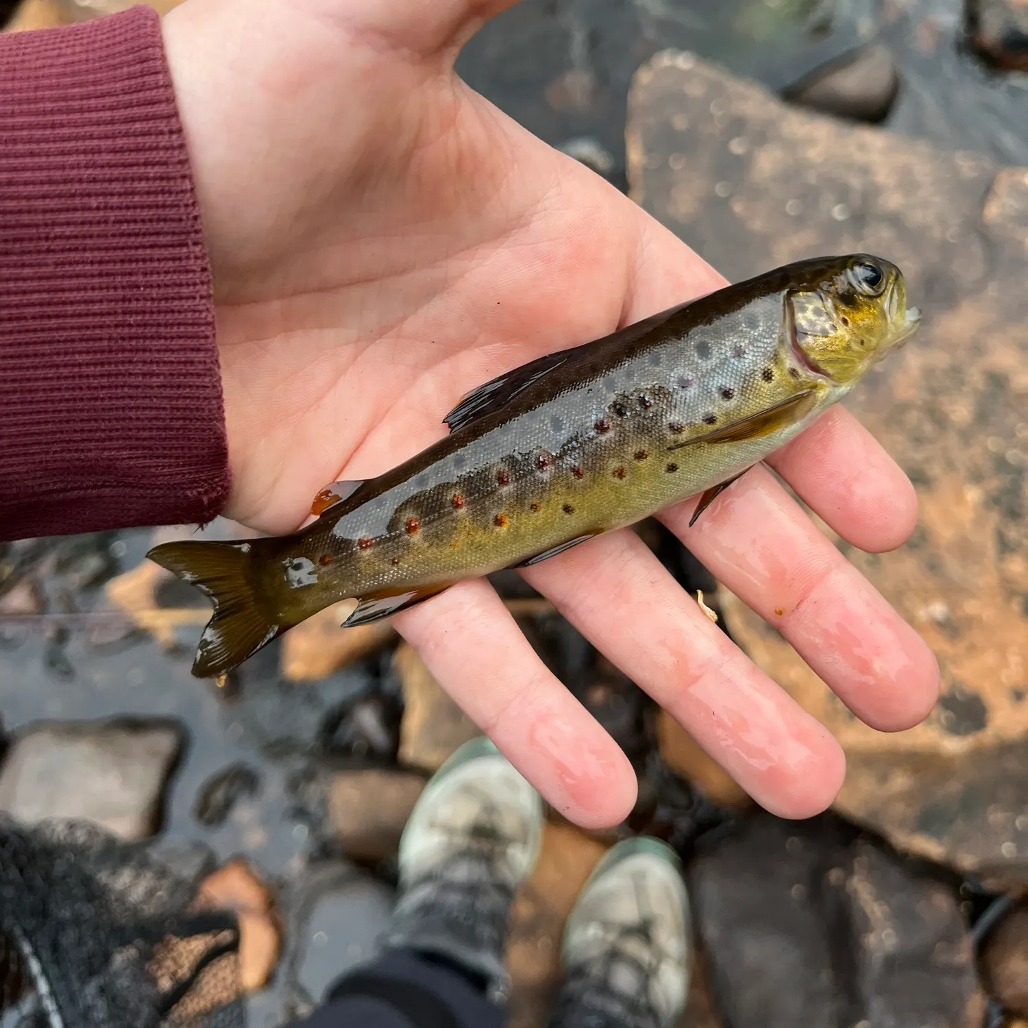 recently logged catches