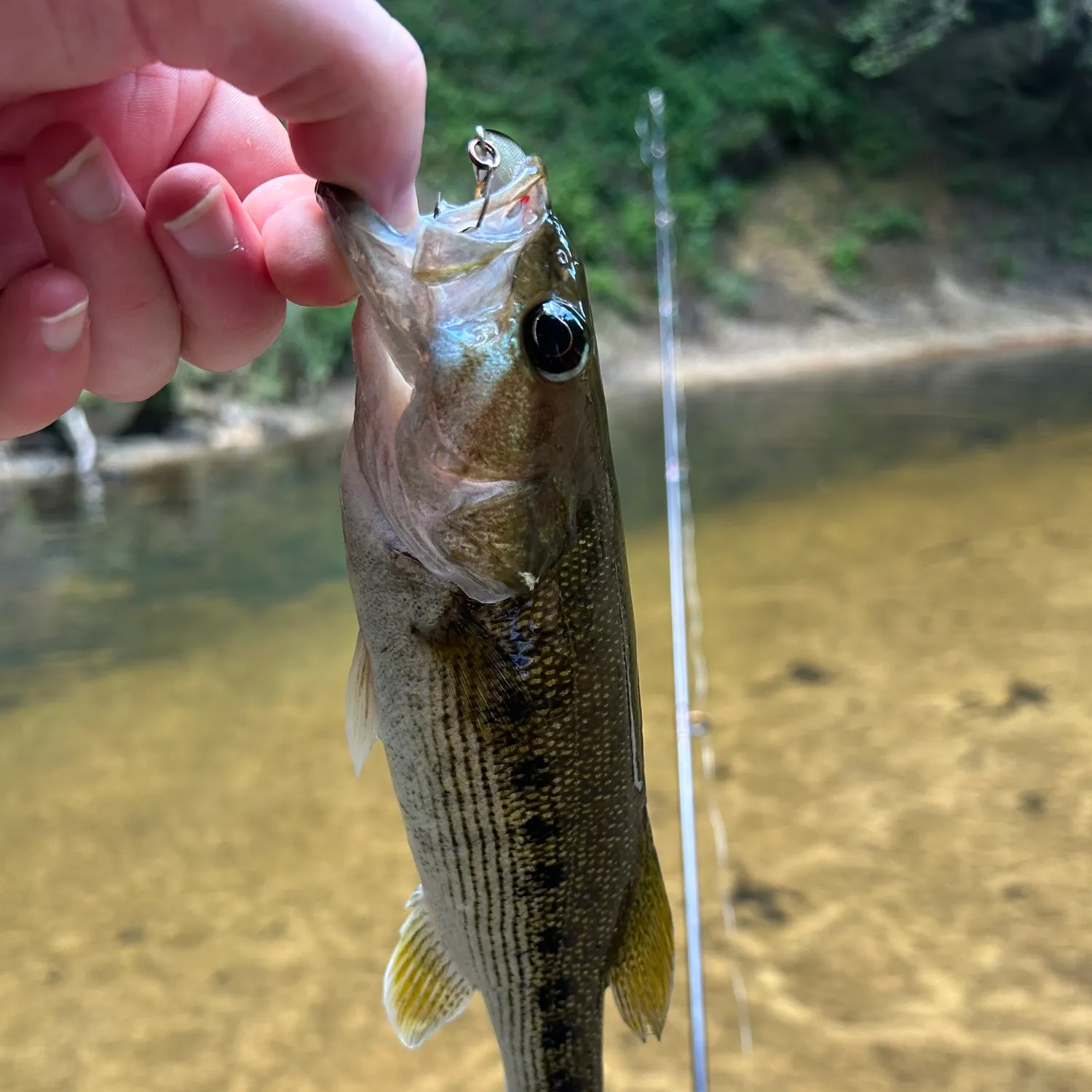 The most recent Warrior bass catches on Fishbrain