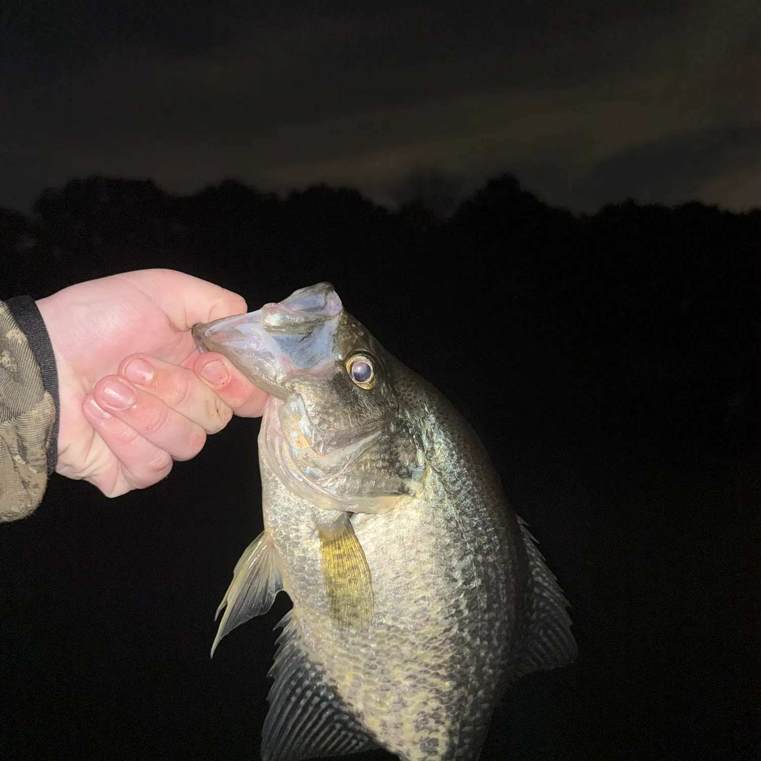 Black crappie caught on Fishbrain