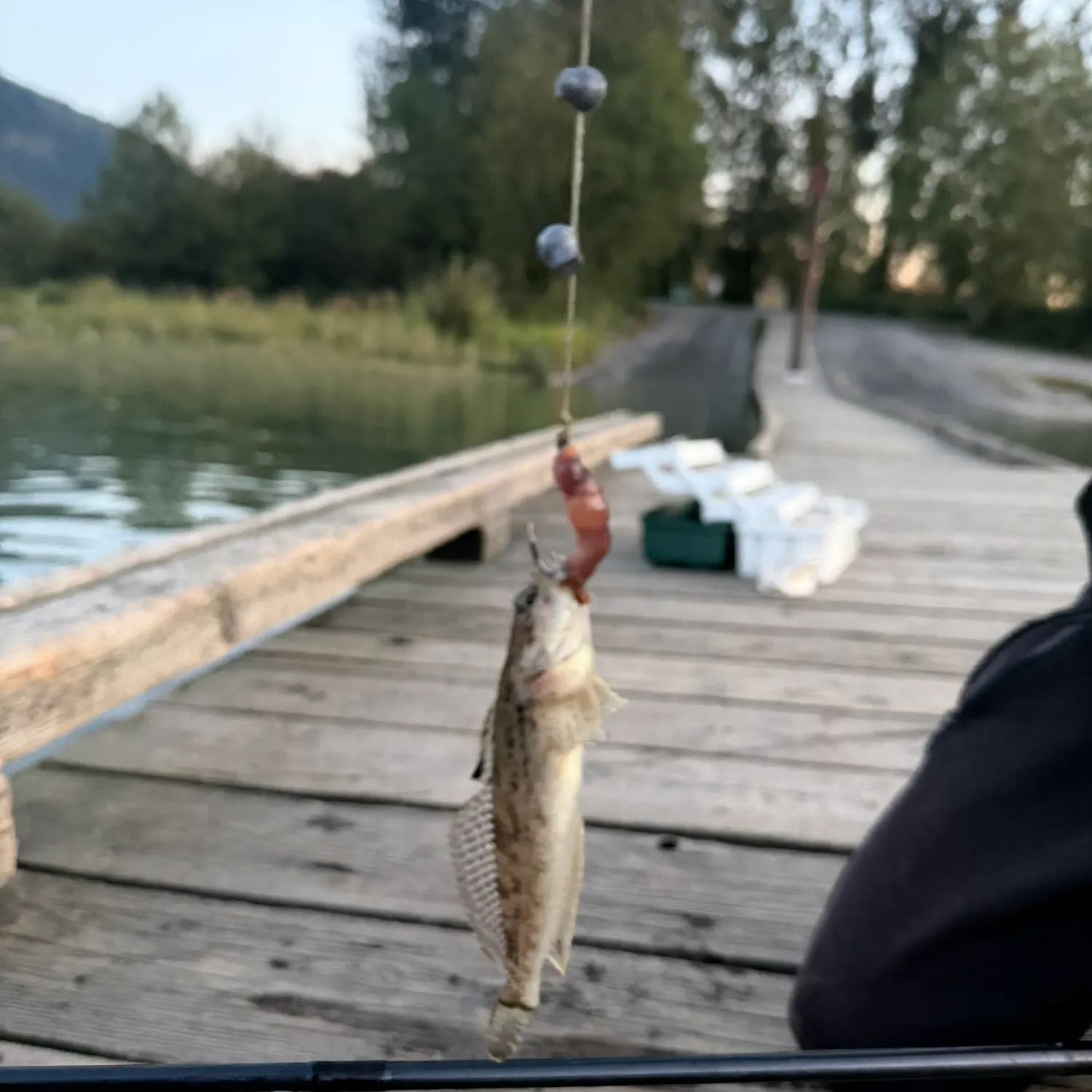 Prickly sculpin caught on Fishbrain