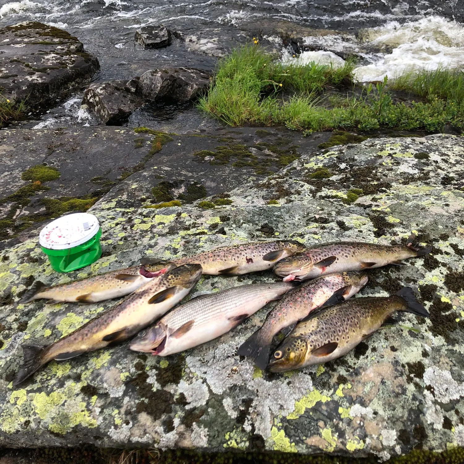 recently logged catches