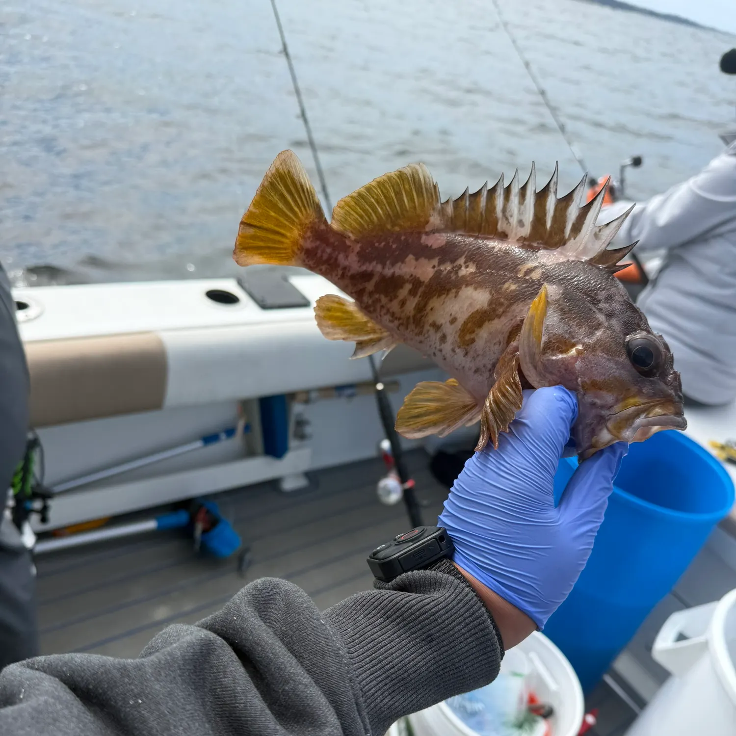 The most recent Gopher rockfish catches on Fishbrain