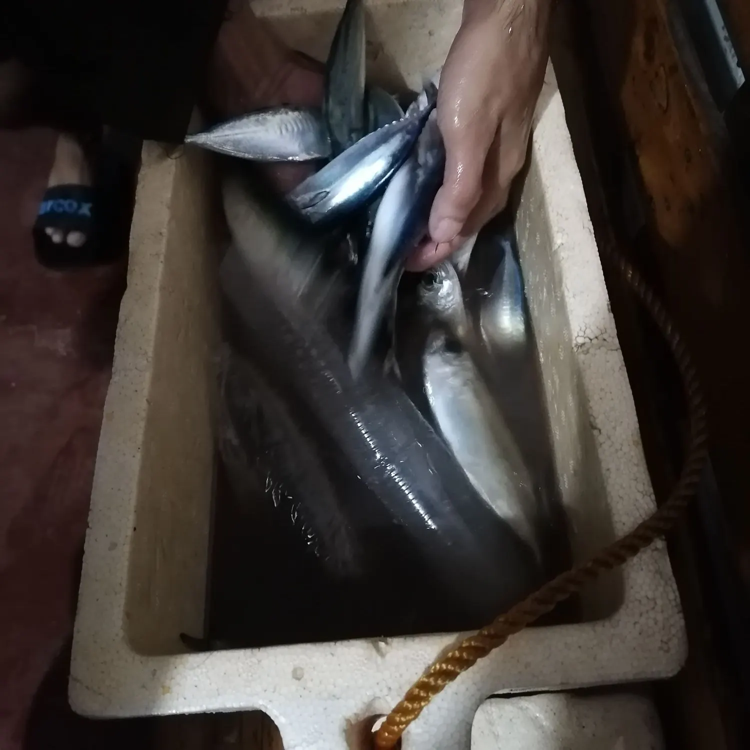 Yellowfin tuna caught on Fishbrain