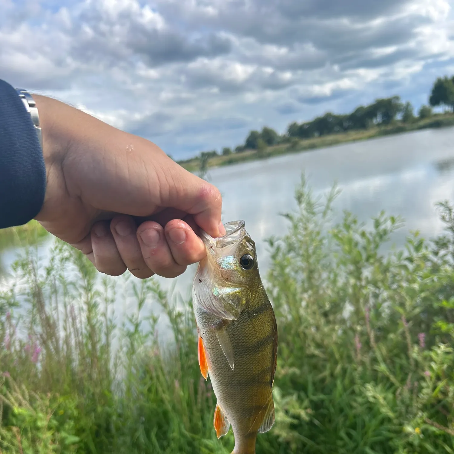 European perch caught on Fishbrain