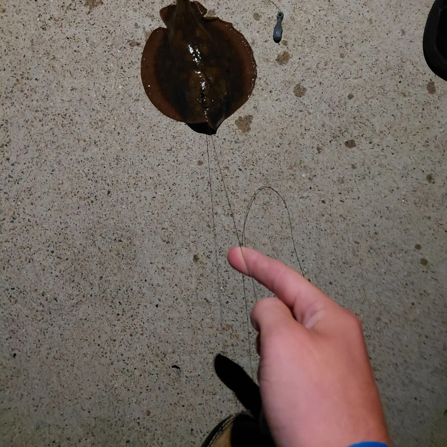 The most recent Haller's round ray catches on Fishbrain