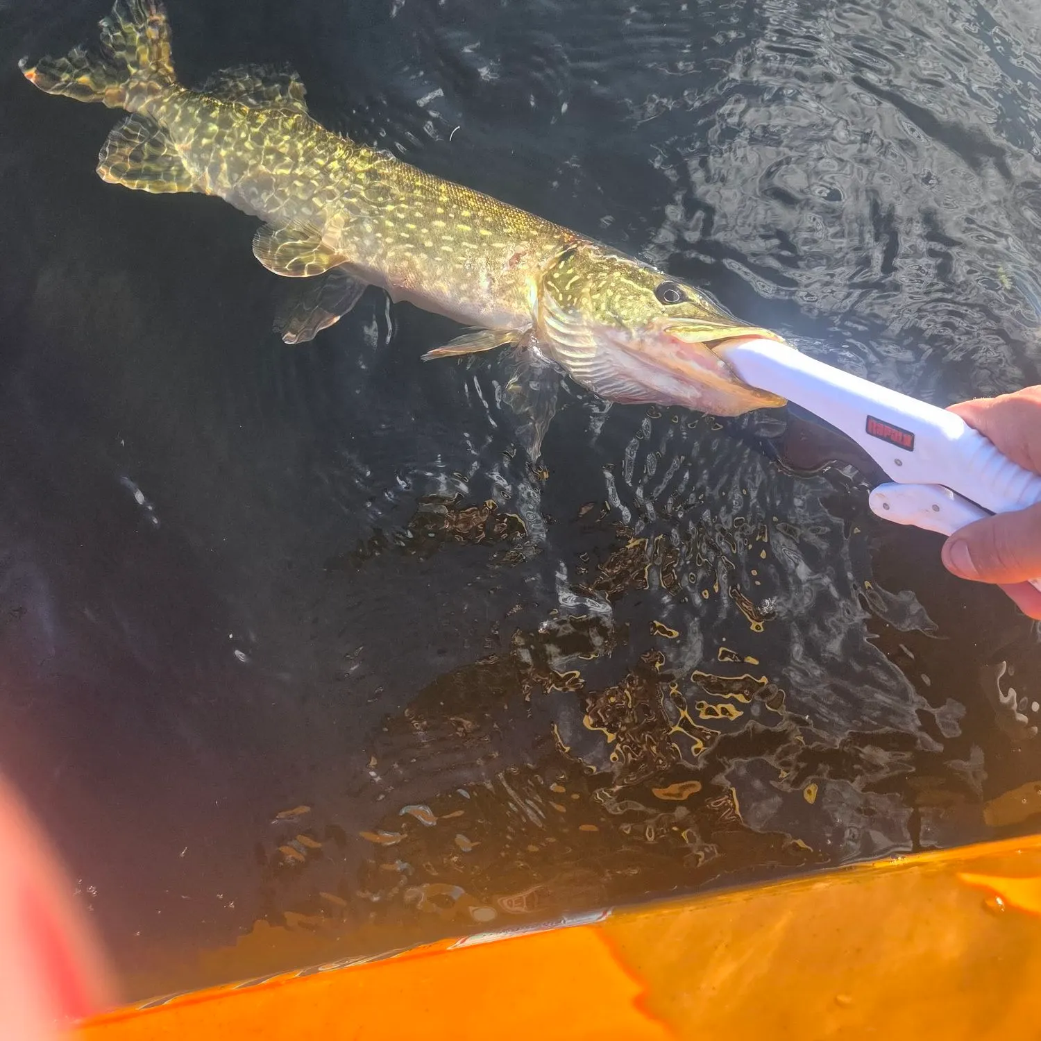 Northern pike caught on Fishbrain