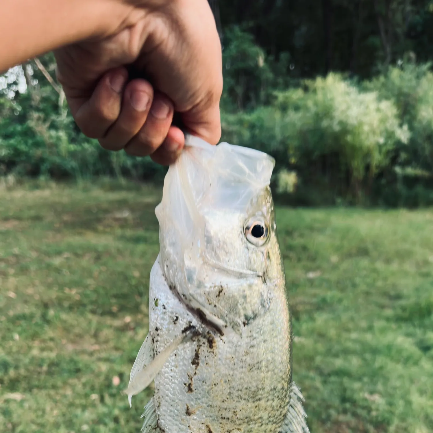 White crappie caught on Fishbrain