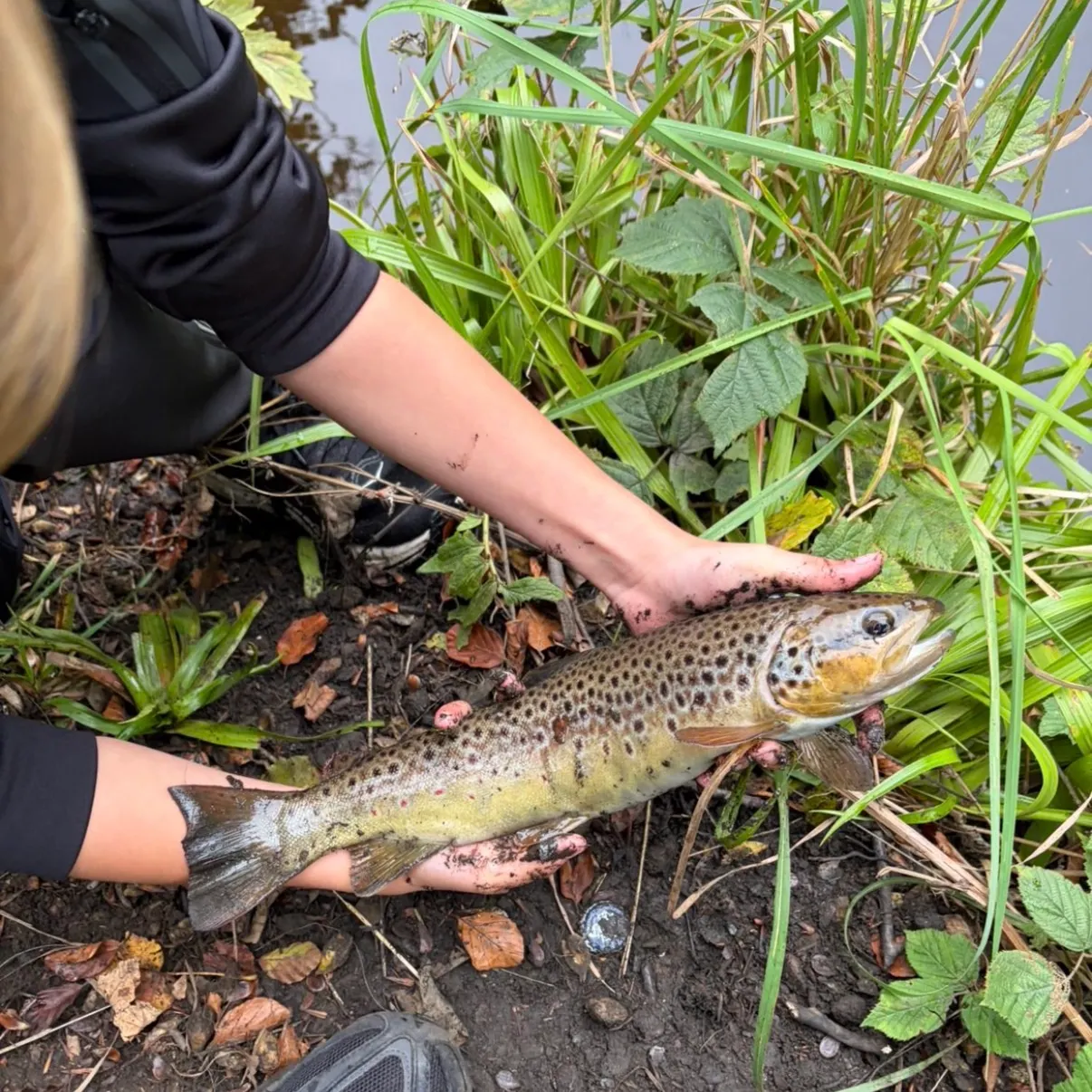 Brown trout caught on Fishbrain