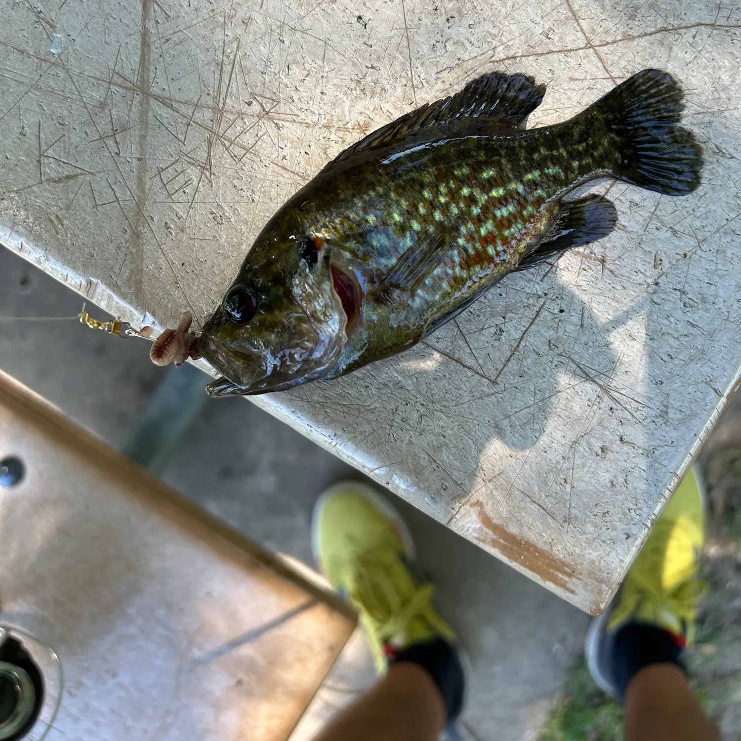 recently logged catches