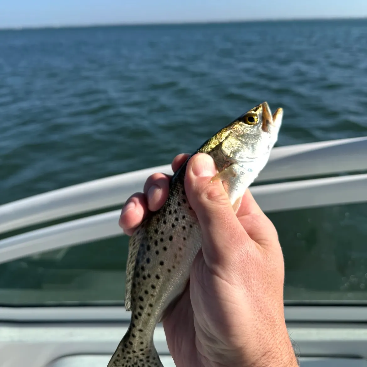 The most recent Spotted seabass catches on Fishbrain