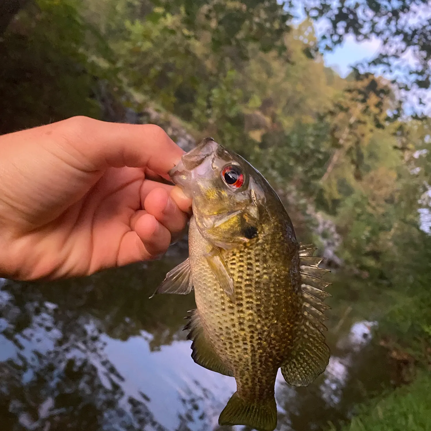 Rock bass caught on Fishbrain