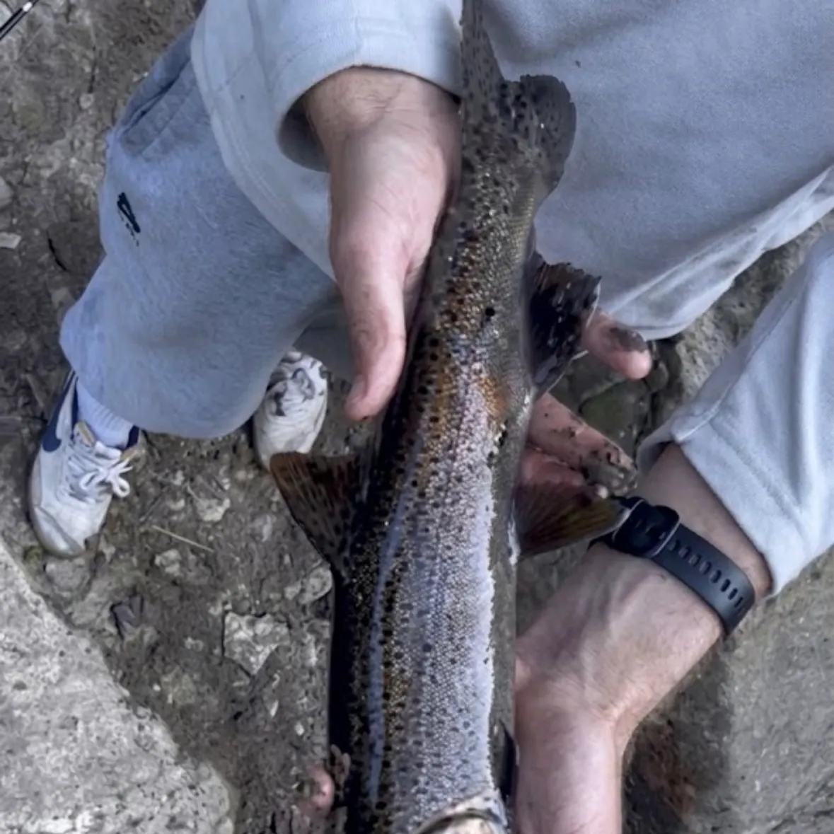 Coho salmon caught on Fishbrain