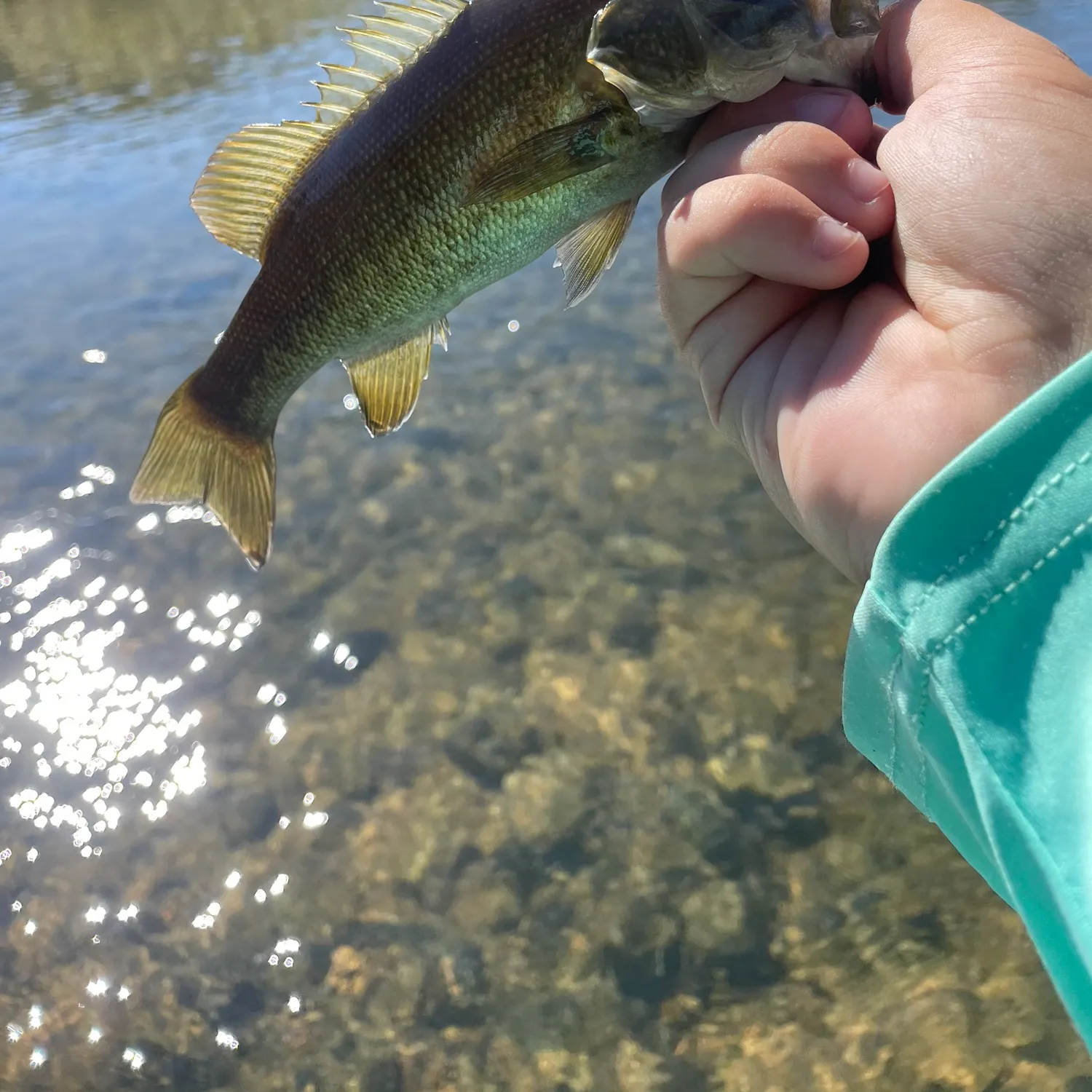 Smallmouth bass caught on Fishbrain