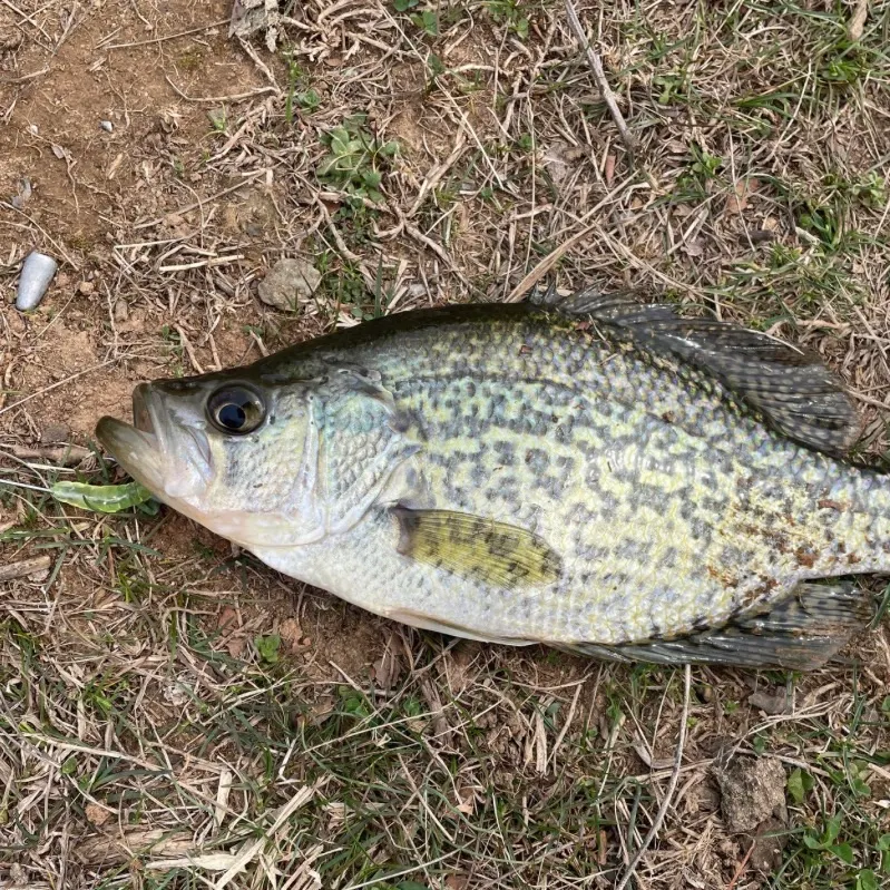 Black crappie caught on Fishbrain
