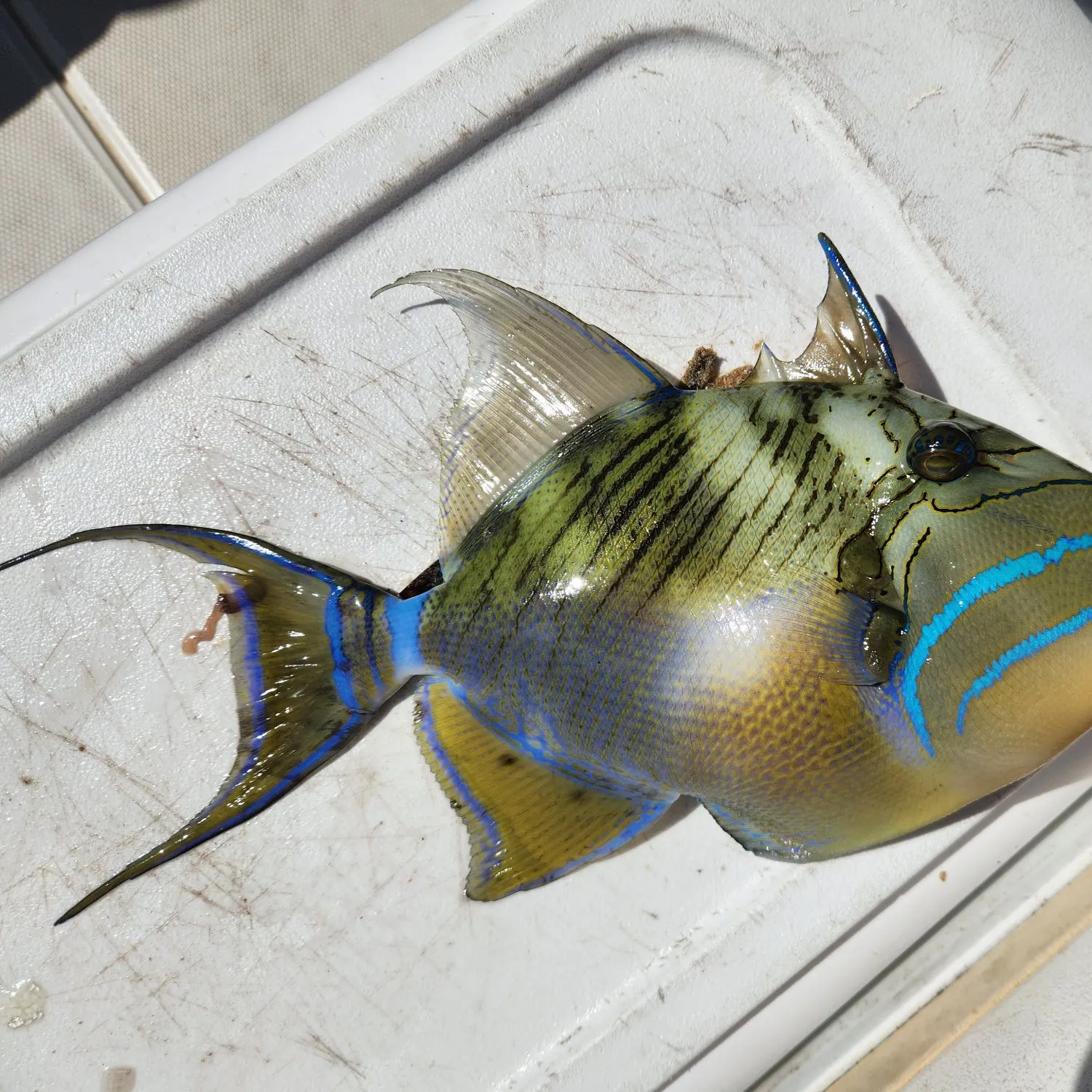 The most recent Queen triggerfish catches on Fishbrain
