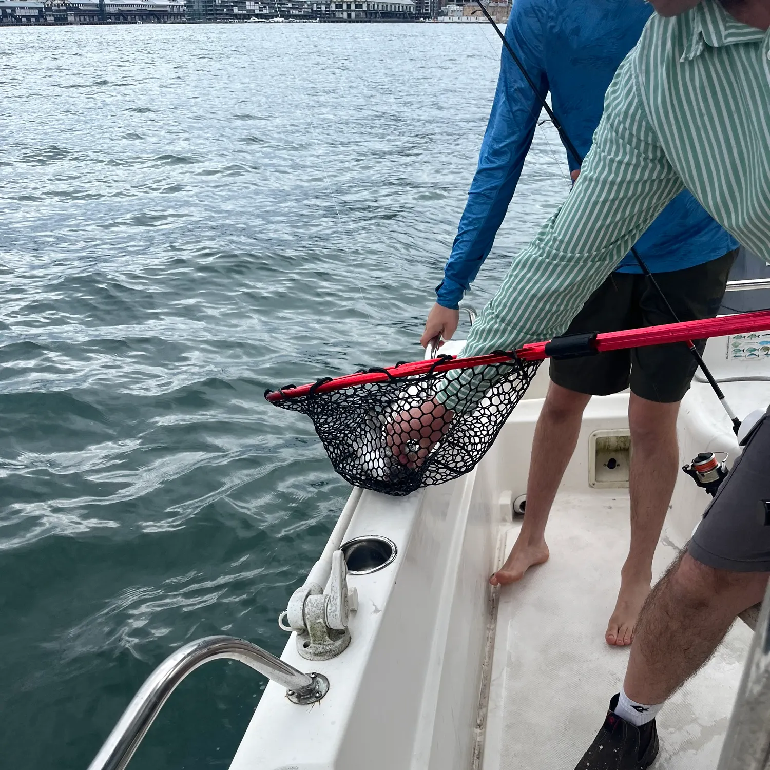 The most recent Common cuttlefish catches on Fishbrain