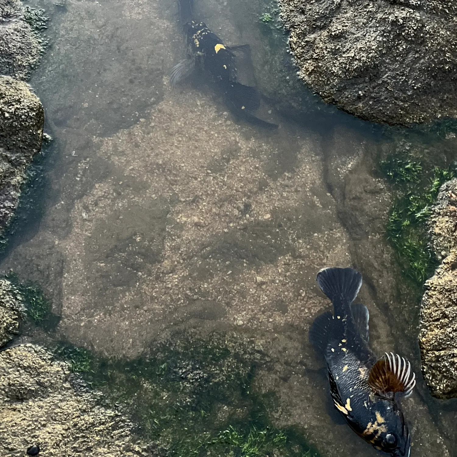 The most recent China rockfish catches on Fishbrain