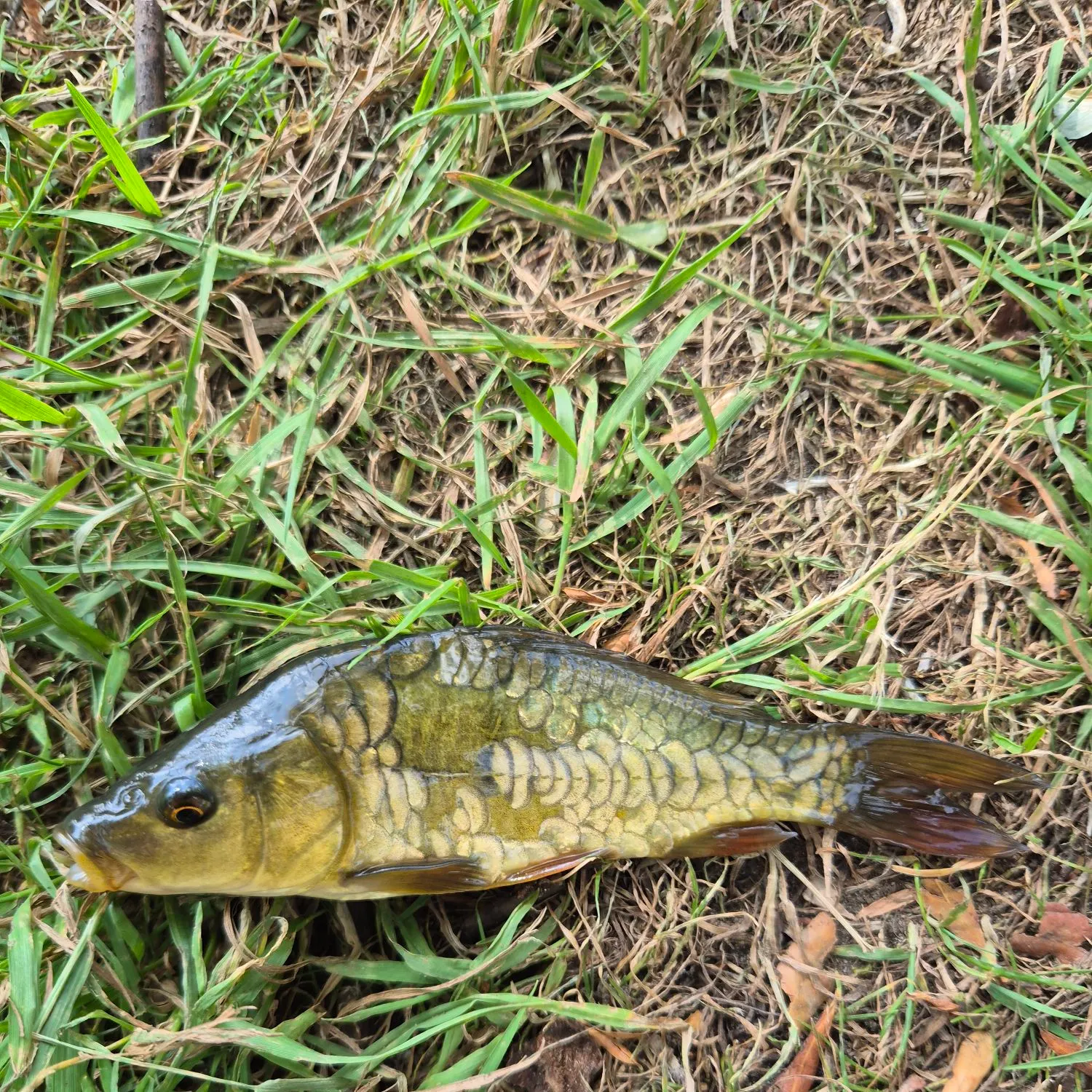 The most recent Mirror carp catches on Fishbrain