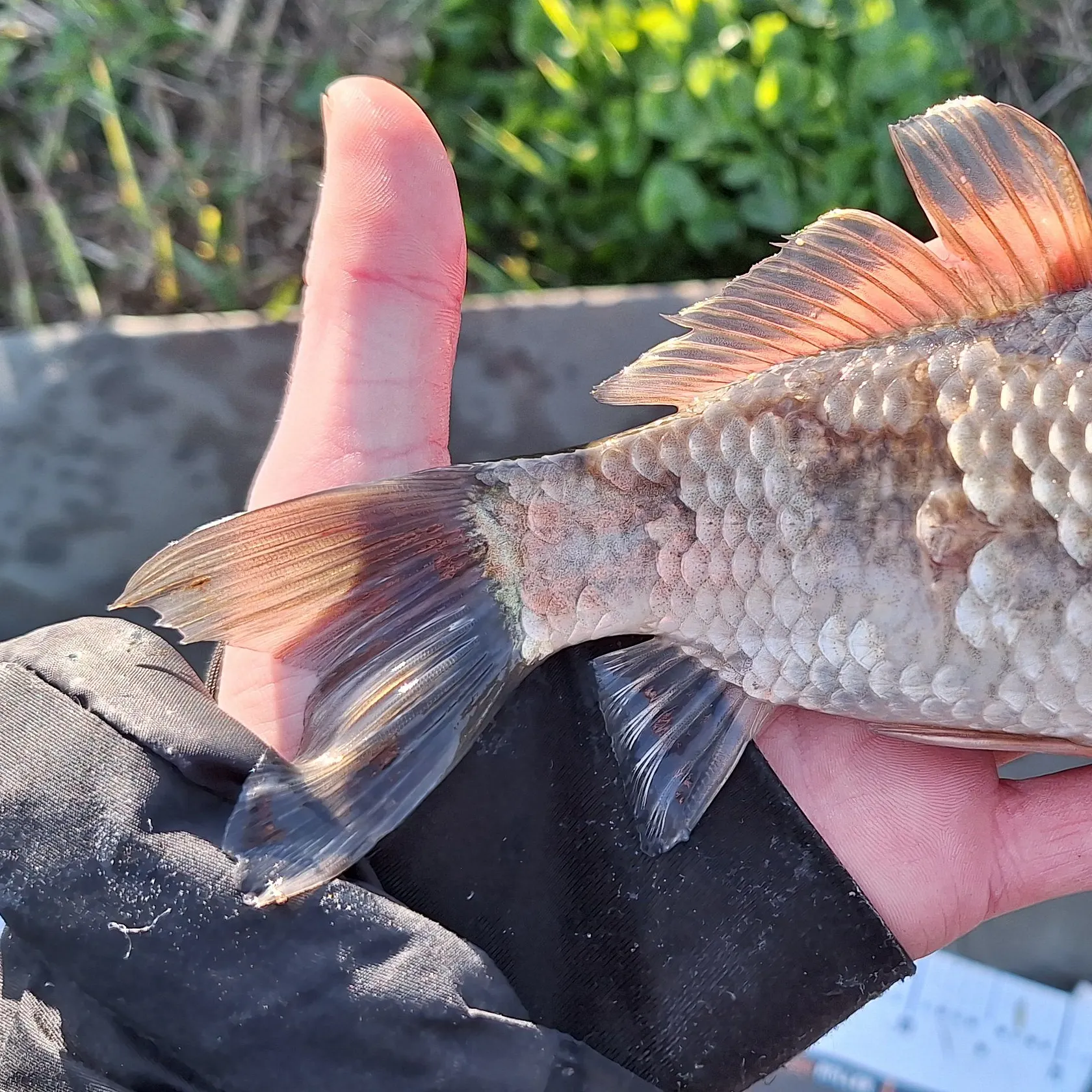 The most recent Prussian carp catches on Fishbrain