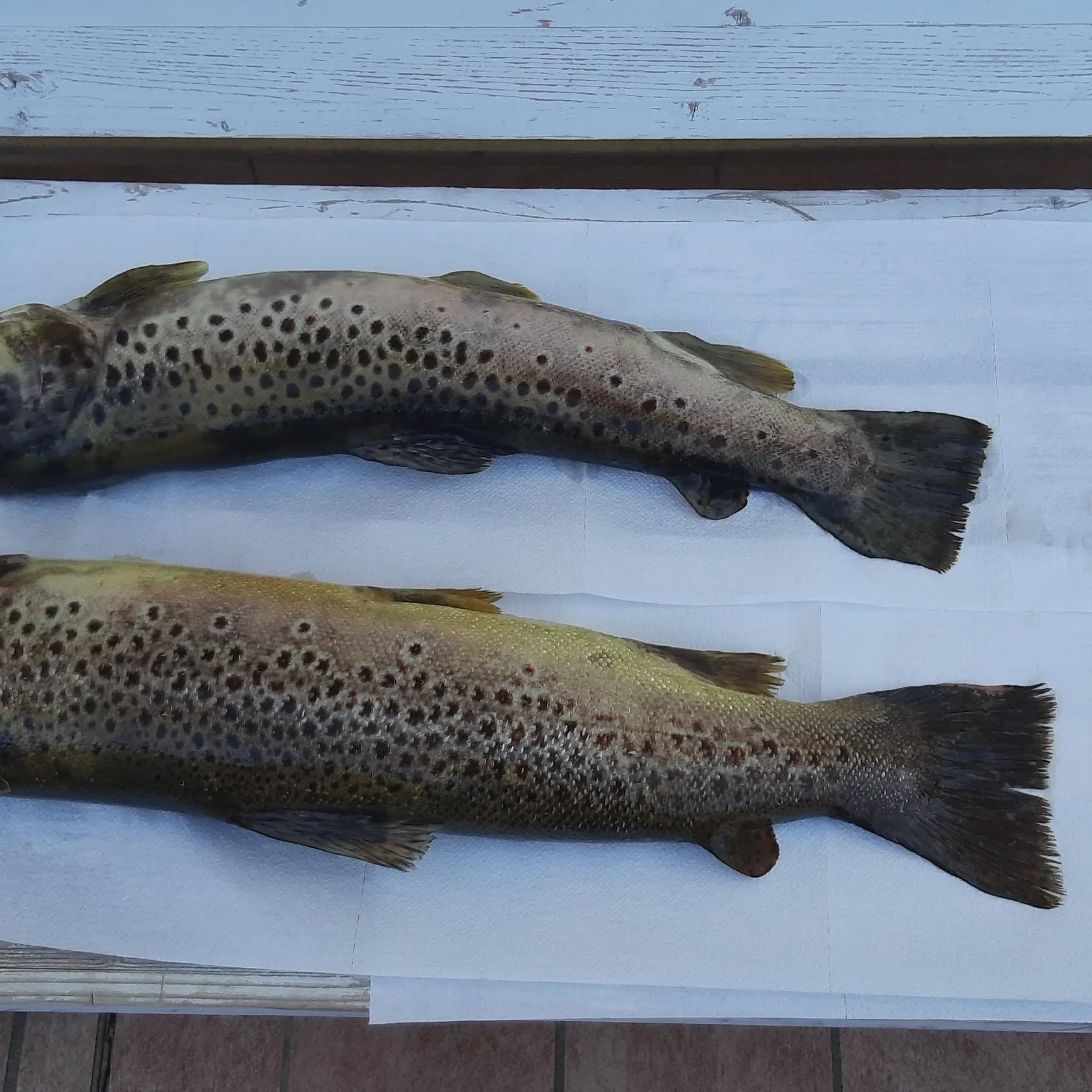 Brown trout caught on Fishbrain