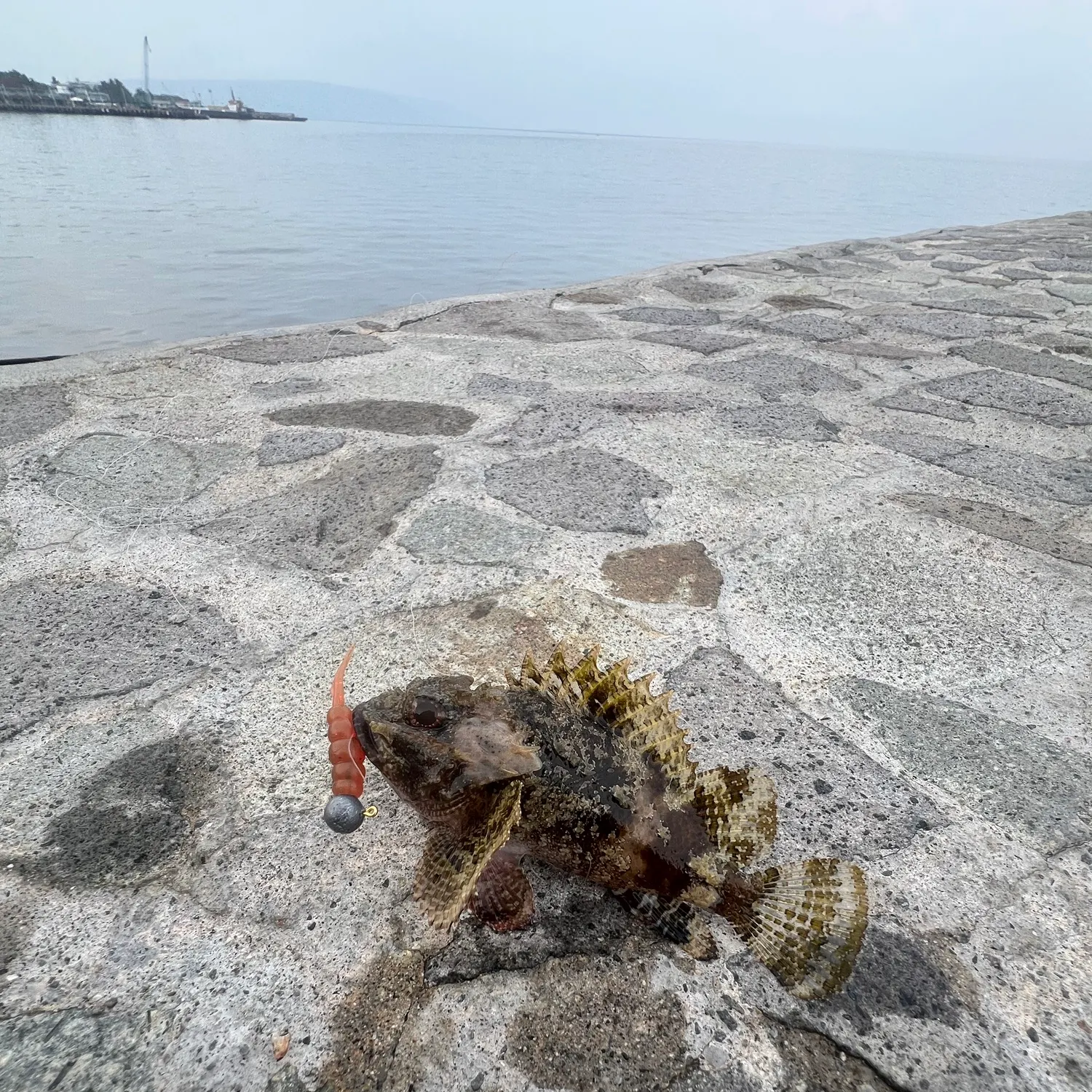 The most recent Golden scorpionfish catches on Fishbrain