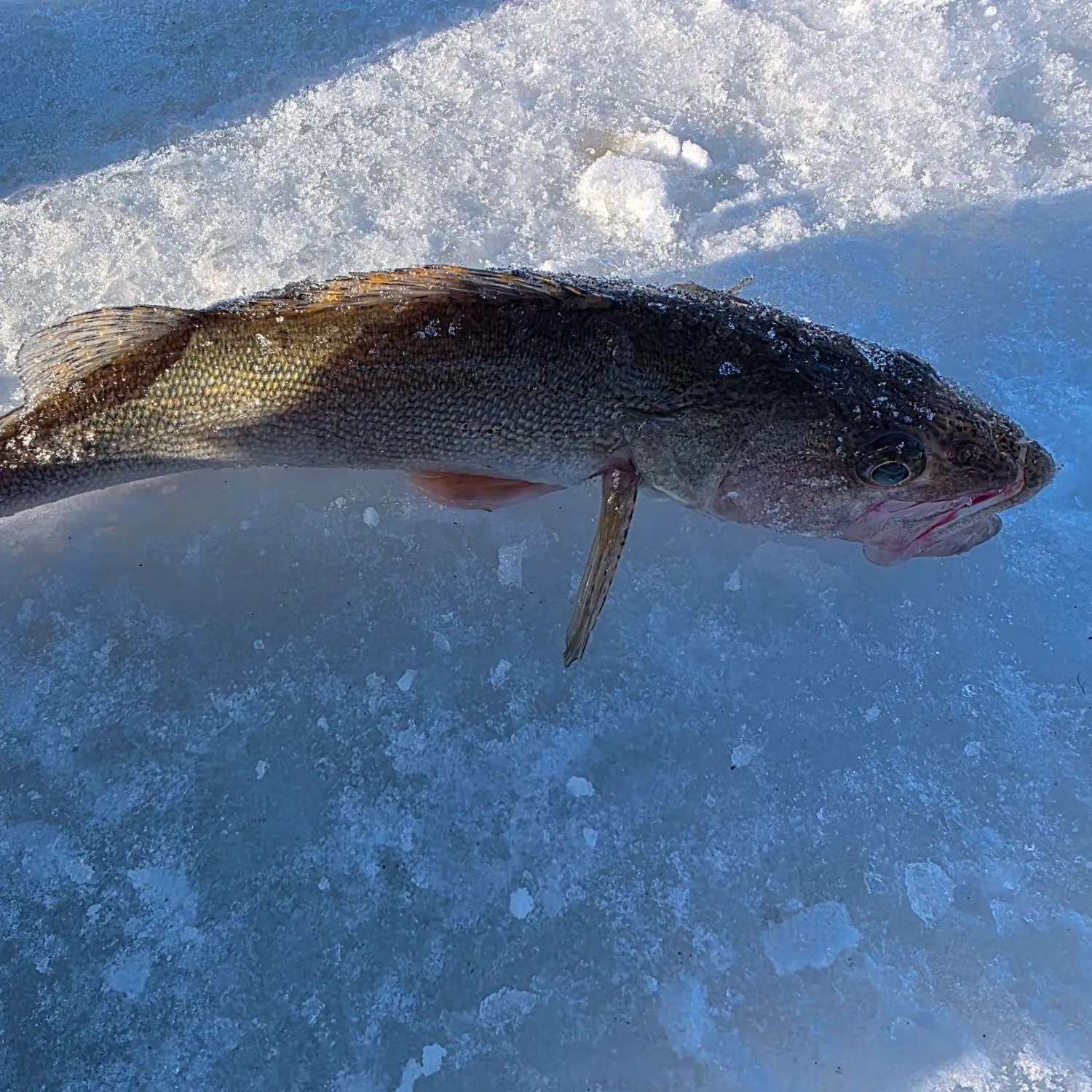 The most recent Sauger catches on Fishbrain