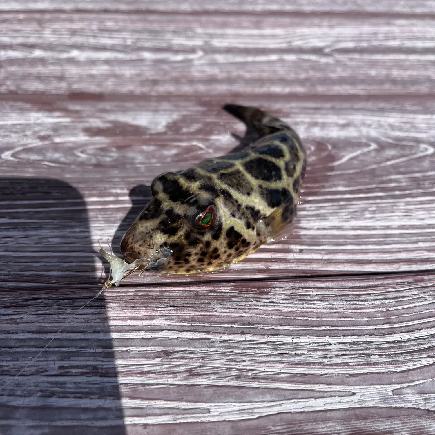 The most recent Reticulated pufferfish catches on Fishbrain