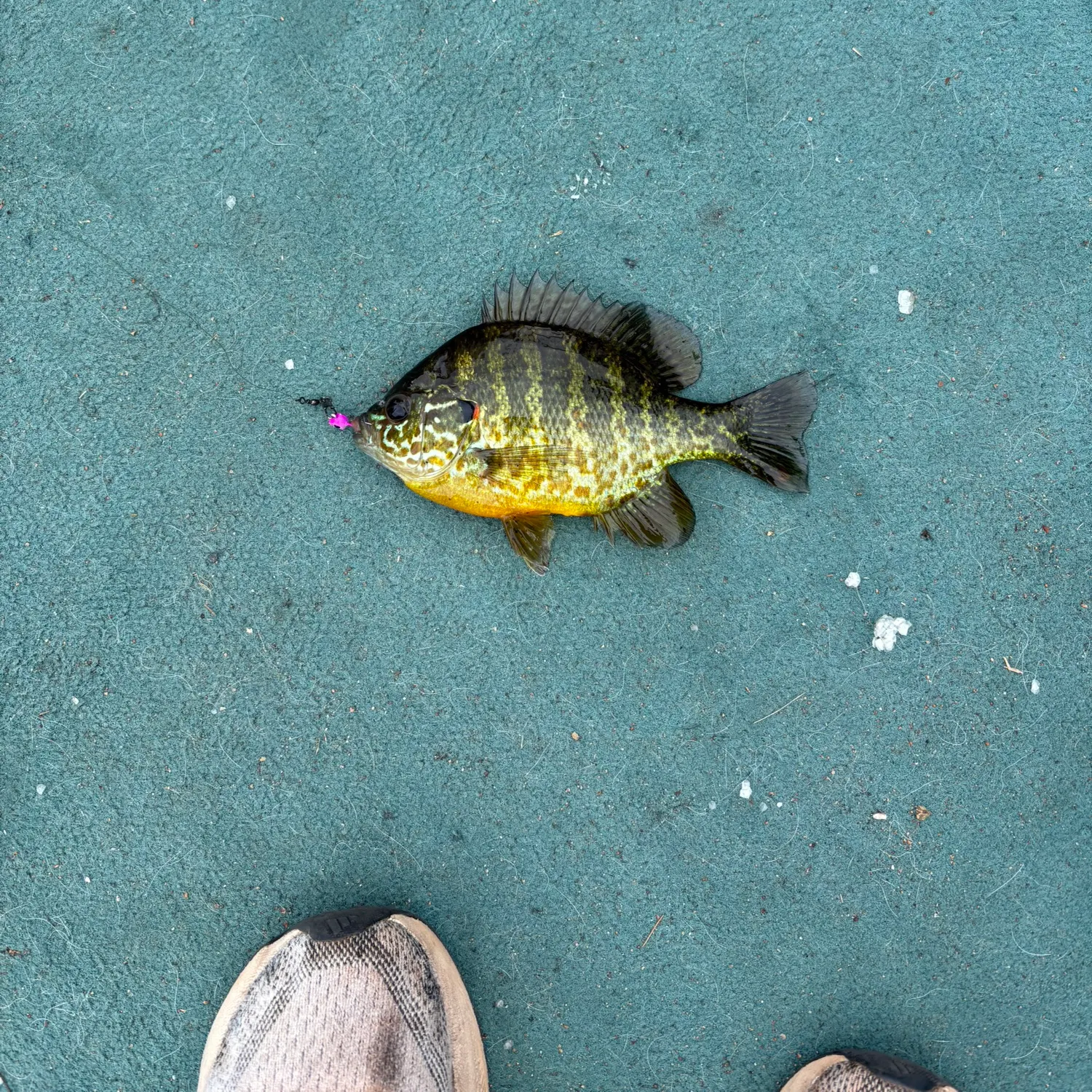 recently logged catches