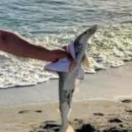 Smooth hammerhead shark caught on Fishbrain