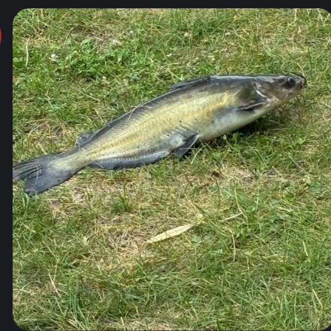 Channel catfish caught on Fishbrain