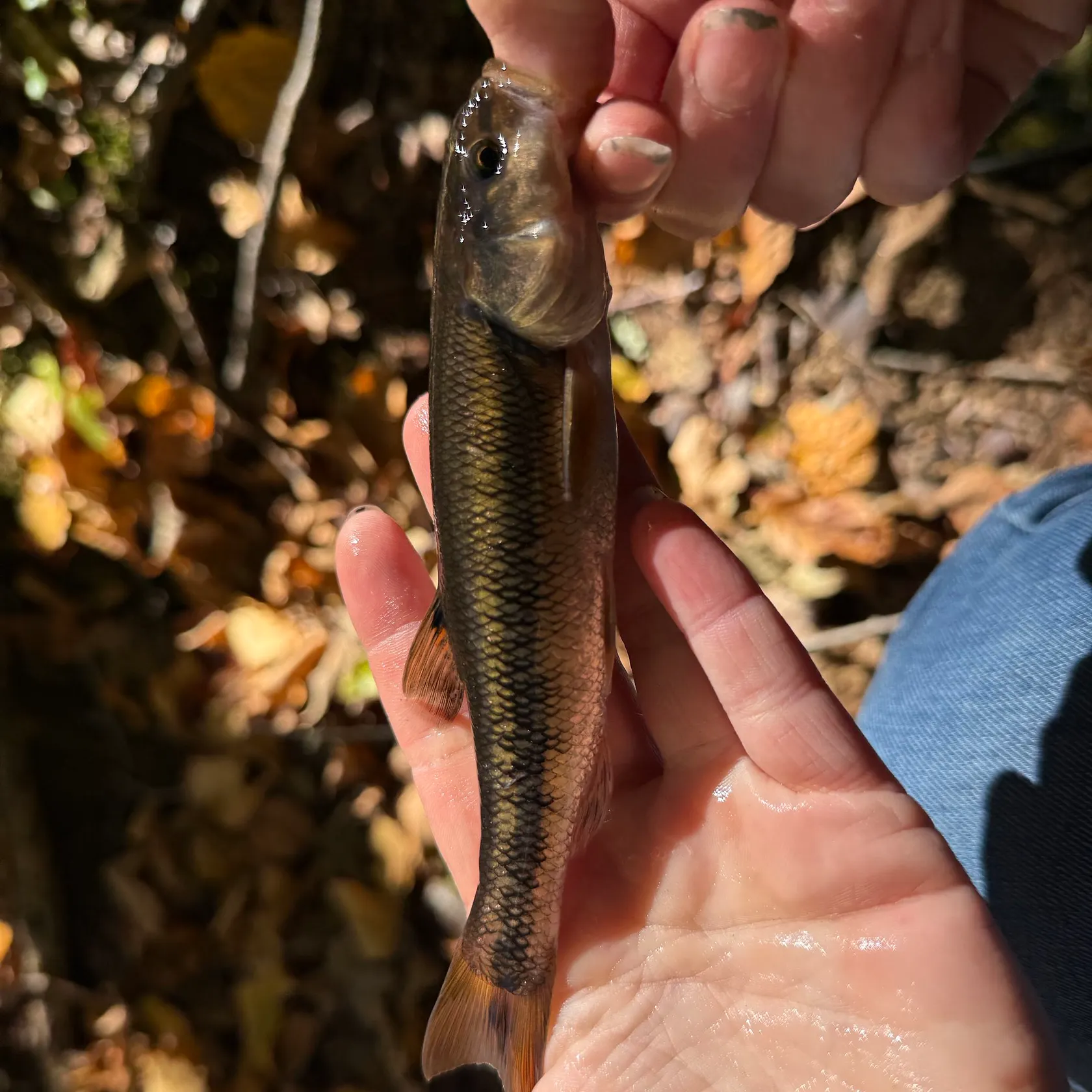 Creek chub caught on Fishbrain