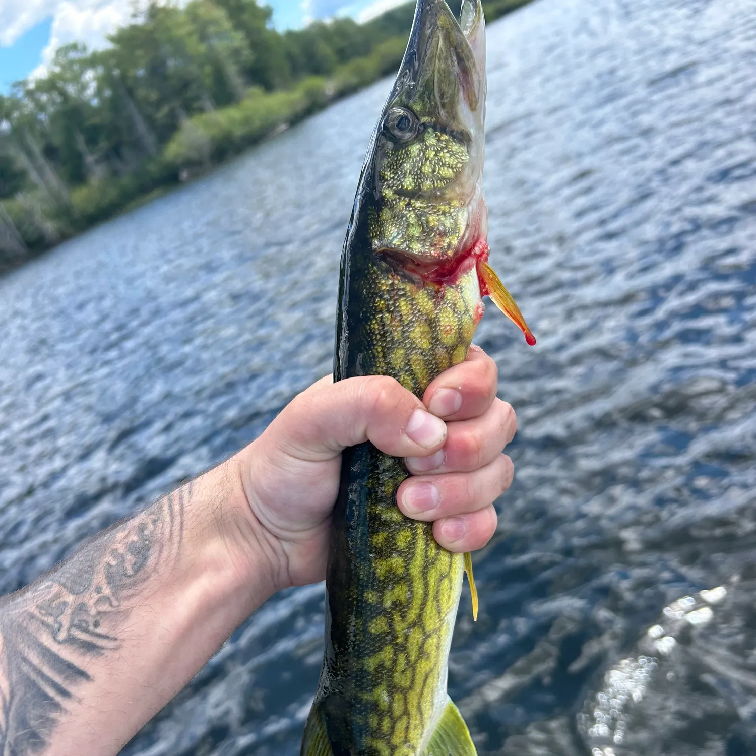 recently logged catches