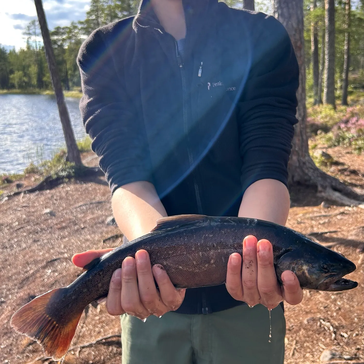 The most recent Arctic char catches on Fishbrain