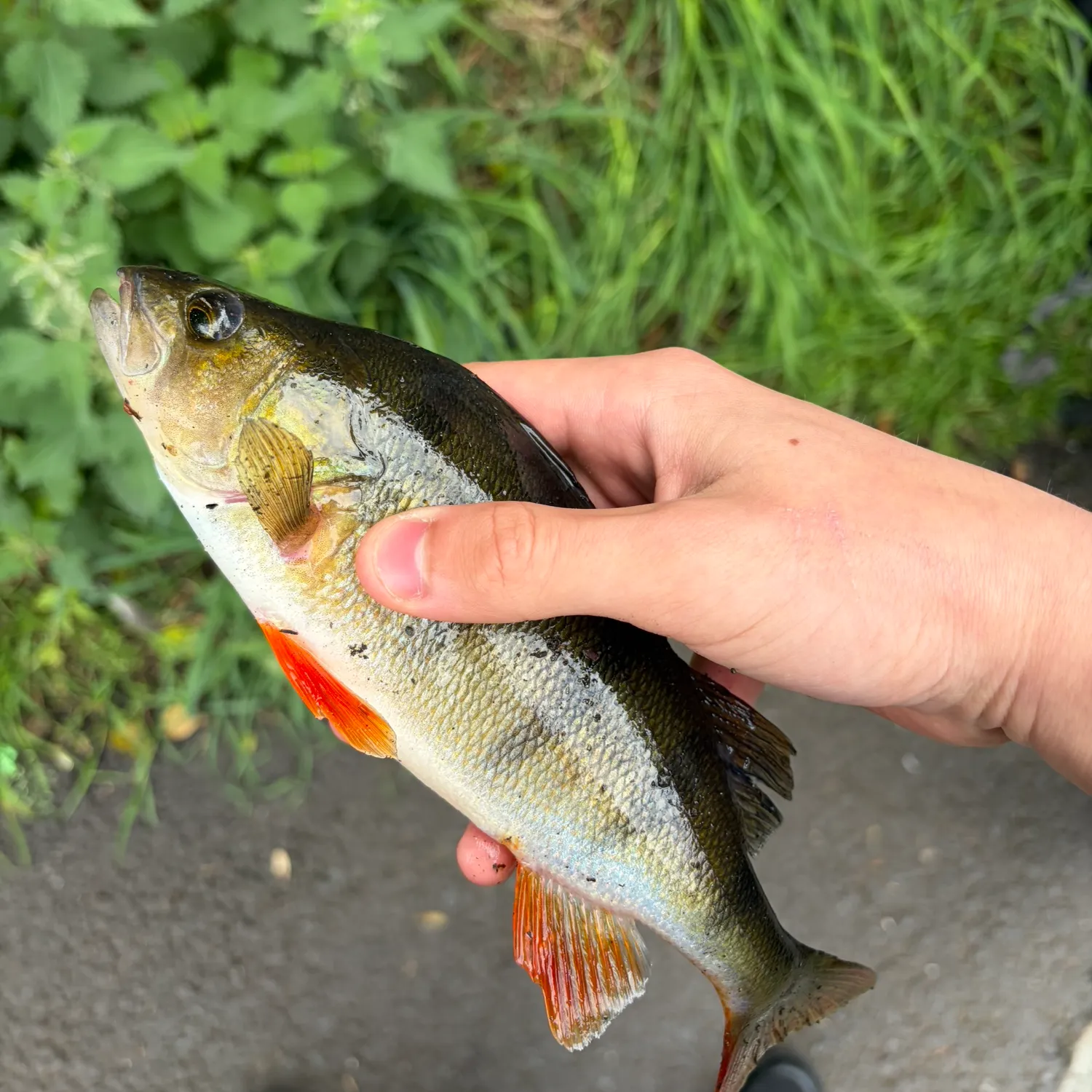 European perch caught on Fishbrain