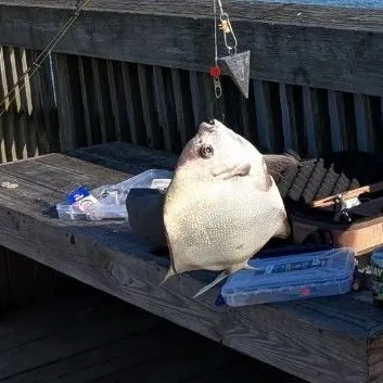 The most recent Atlantic spadefish catches on Fishbrain
