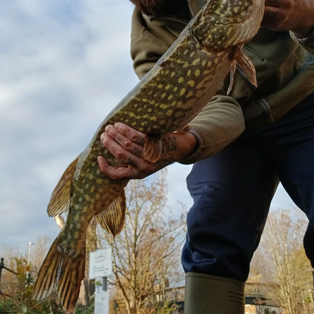 The most recent Northern pike catches on Fishbrain