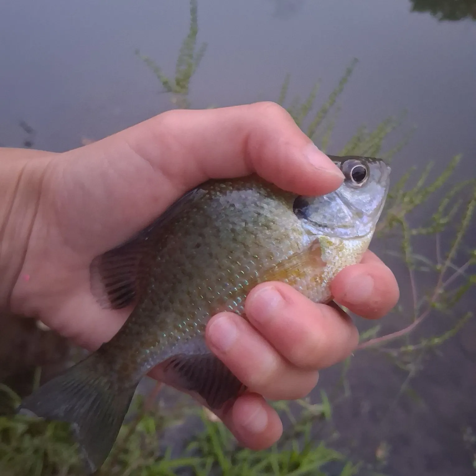 Bluegill caught on Fishbrain