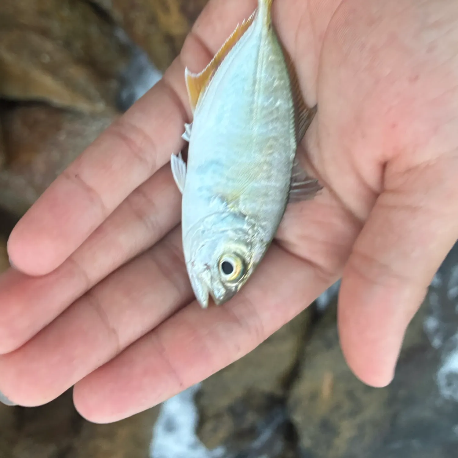 The most recent Leatherjack catches on Fishbrain