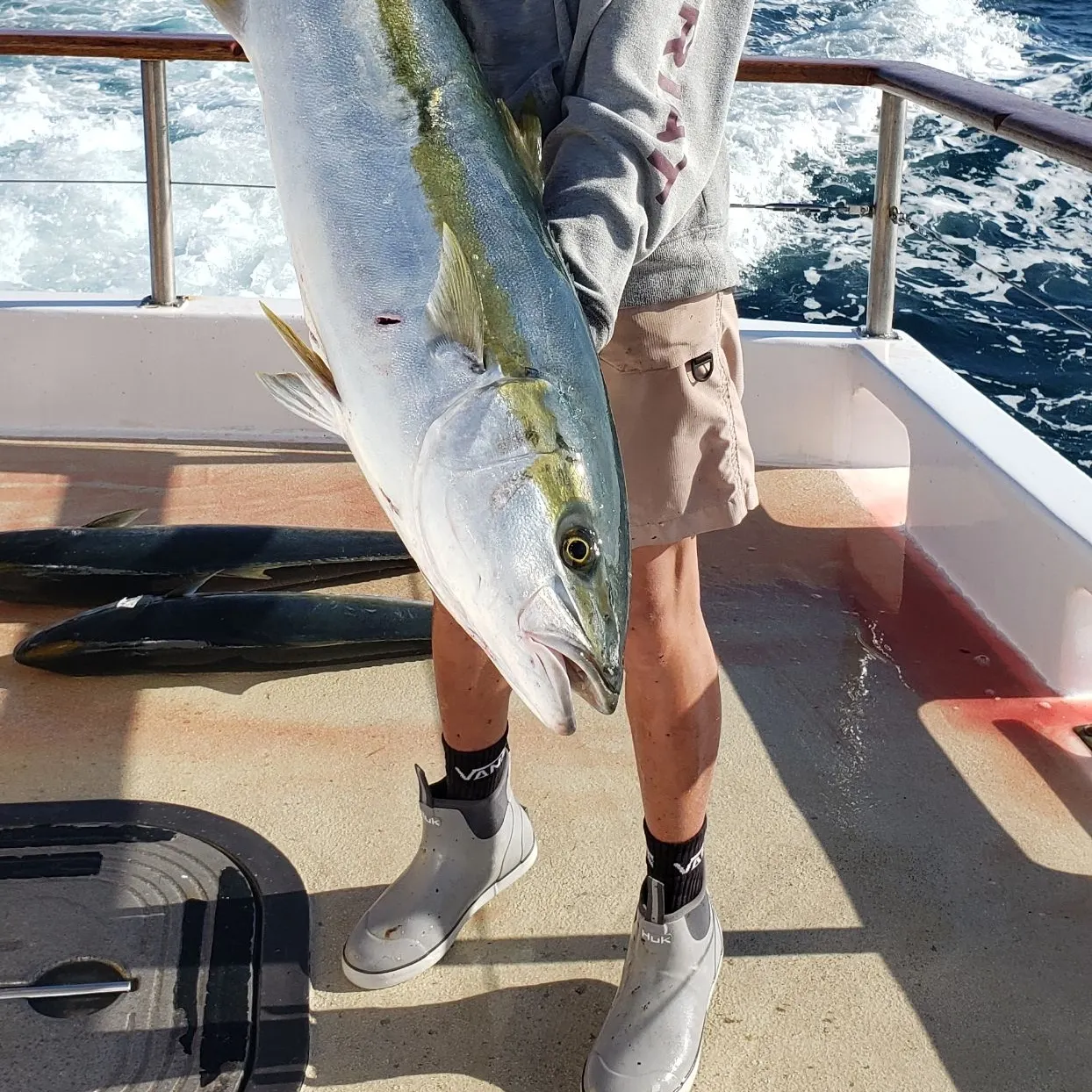 The most recent California yellowtail amberjack catches on Fishbrain