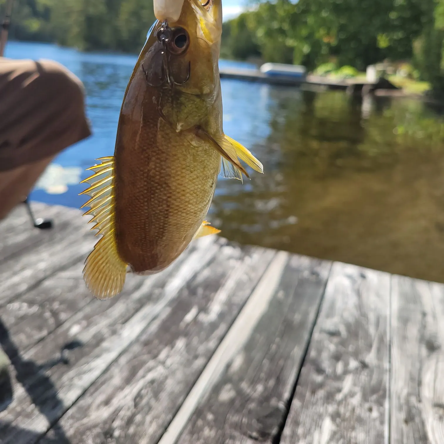 Smallmouth bass caught on Fishbrain
