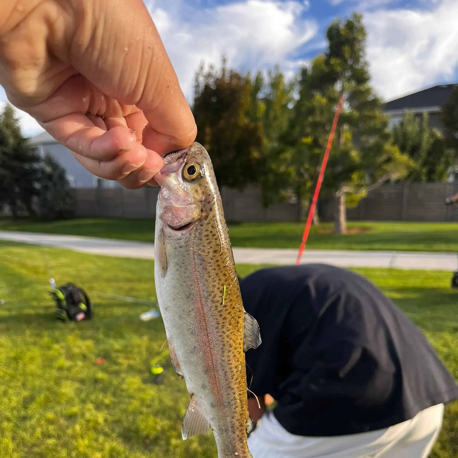 Rainbow trout caught on Fishbrain